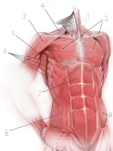 体幹前面の筋肉