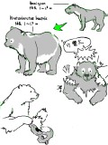 パンダの進化 　http://bit.ly/11SsRq5