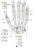 人体の手（骨、関節の名称）