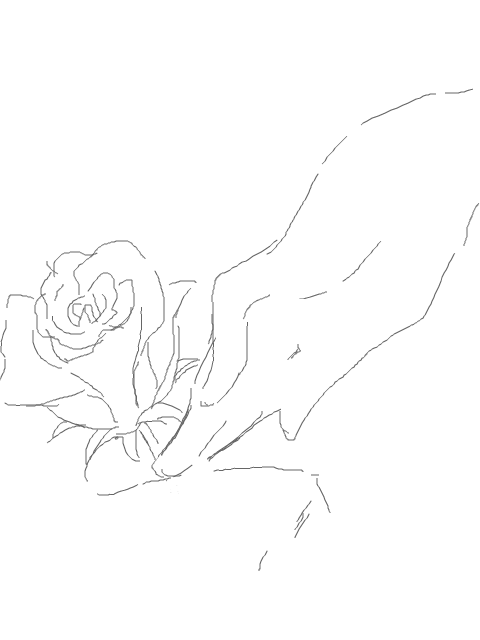 薔薇(白花)２