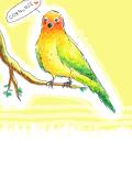 cornu bird