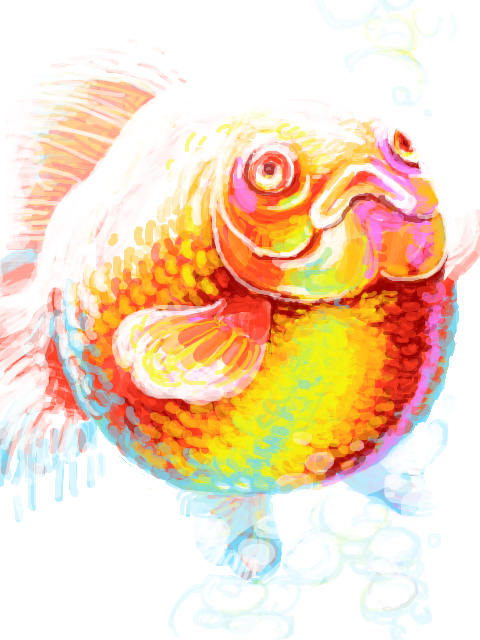 風船金魚