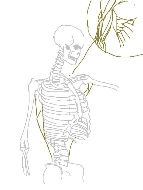 骨骼與肌肉