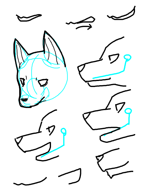 犬の顔練習