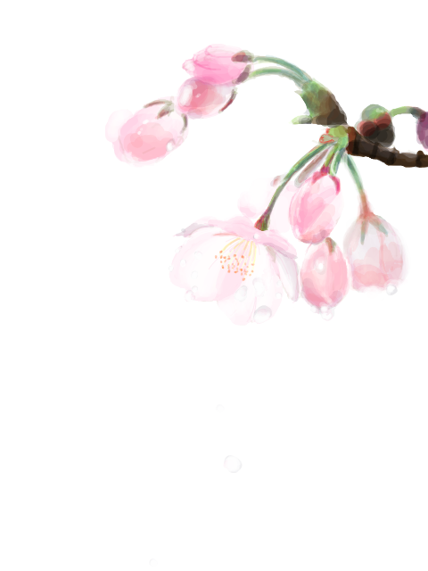 桜×雨